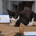 カサブランカの猫屋敷！？の写真4