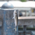 ガラタ橋の釣り人の写真2