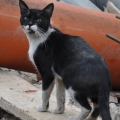 カサブランカの猫屋敷！？の写真2