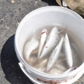 ガラタ橋の釣り人の写真3
